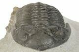 Detailed Hollardops Trilobite - Multi-Toned Shell Color #189754-6
